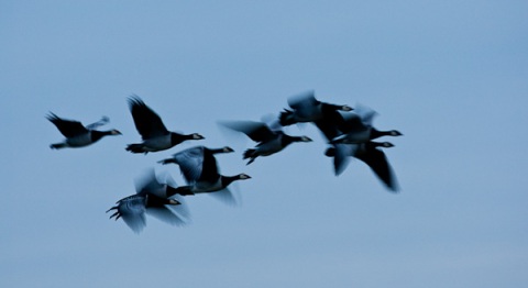 Flyttfåglar över Öland